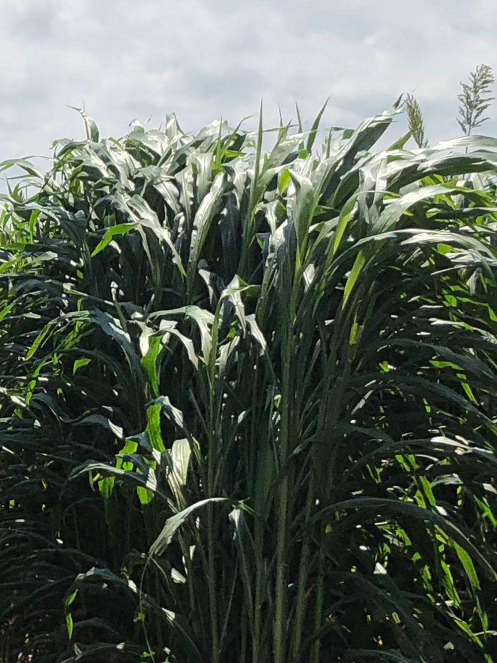Evergrow BMR PPS